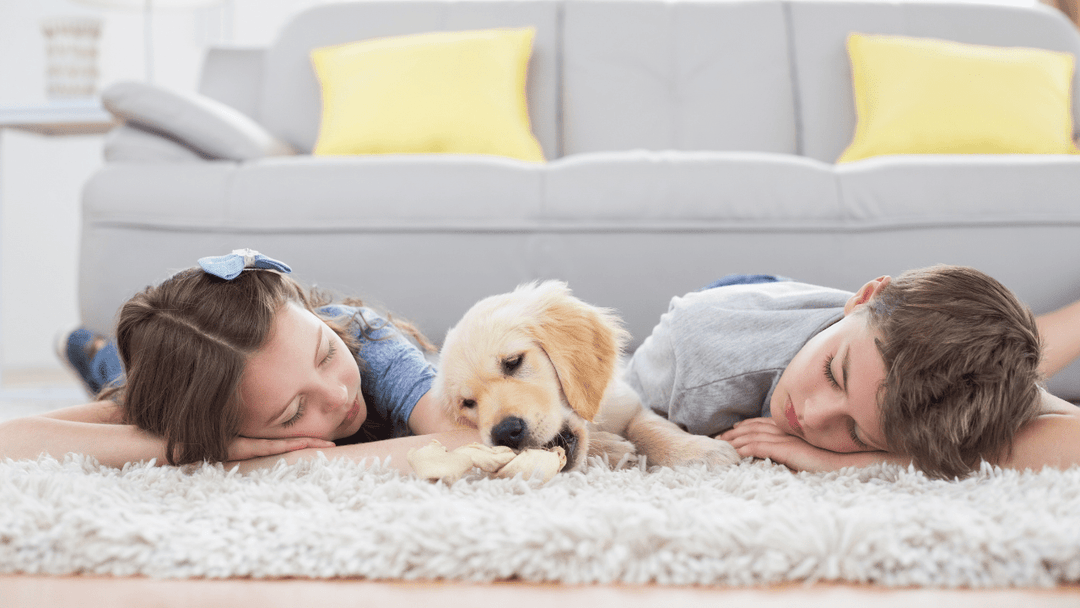 Shag Rugs - Direct Carpet