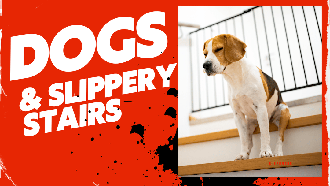 Top Solutions for Dogs and Wooden Slippery Stairs - Direct Carpet