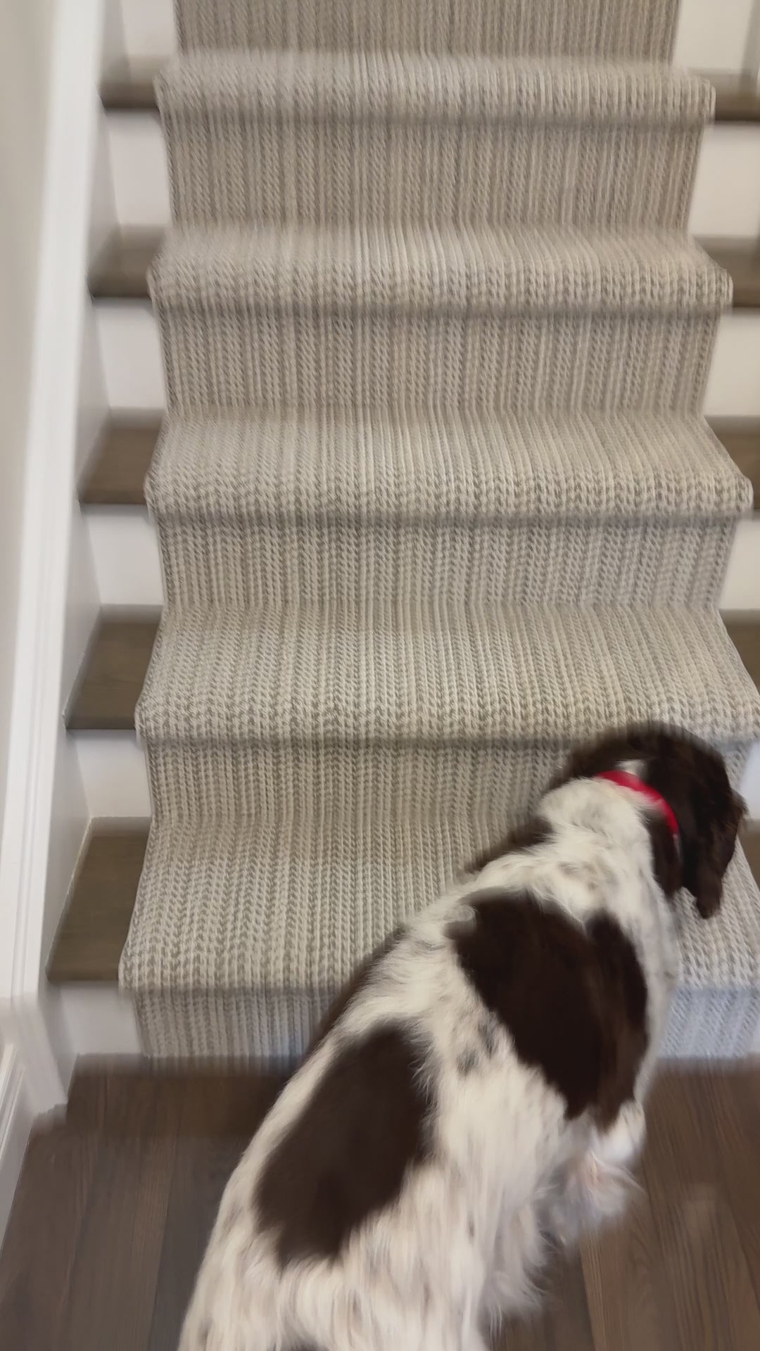 best-carpet-runner-for-dogs